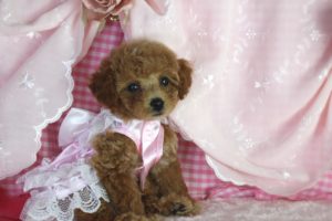 16-07-29-13-11-12-495_deco