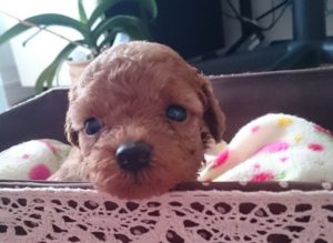 16-08-07-13-48-34-242_deco