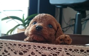 16-08-07-13-51-07-205_deco