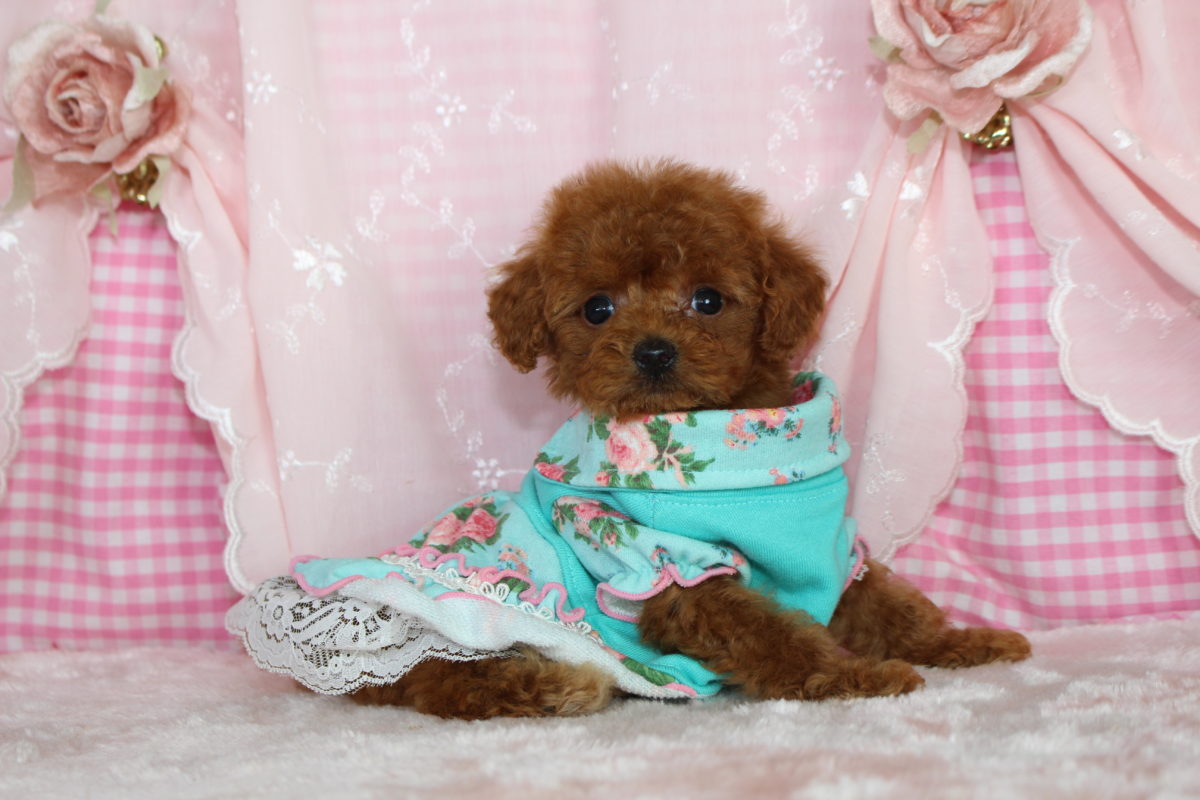 2016年8月28日生まれ♡女の子🎀♀♡毛色 : アプリコット♡サイズ : ティーカップ♡価格 : － 円（税込）♡ご成約頂きました♡♬*゜