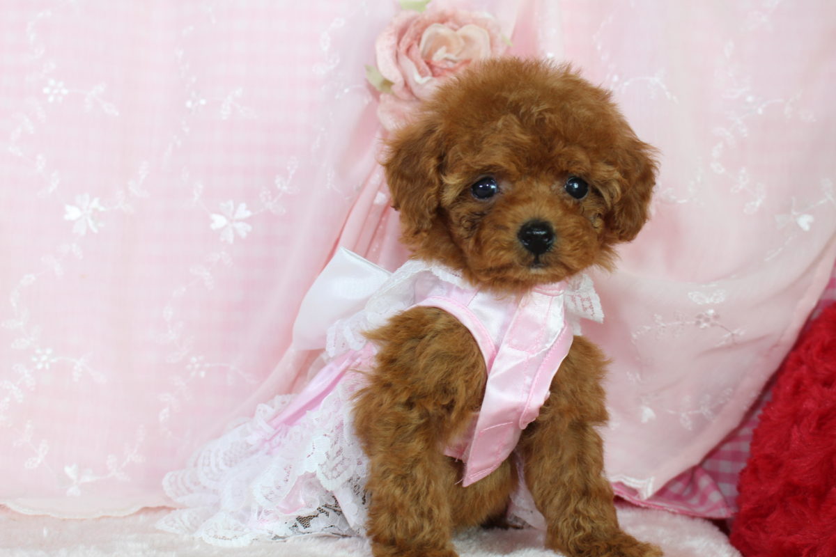 2016年8月28日生まれ♡女の子🎀♀♡毛色 : アプリコット♡サイズ : ティーカップ♡価格 : － 円（税込）♡ご成約致しました♡♬*.+゜