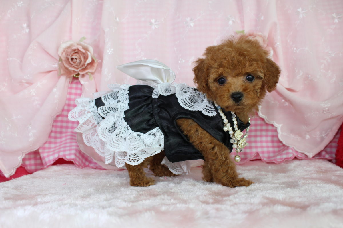 2016年8月28日生まれ♡女の子🎀♀♡毛色 : アプリコット♡サイズ : ティーカップ♡価格 : － 円（税込）♡ご成約致しました♬*゜