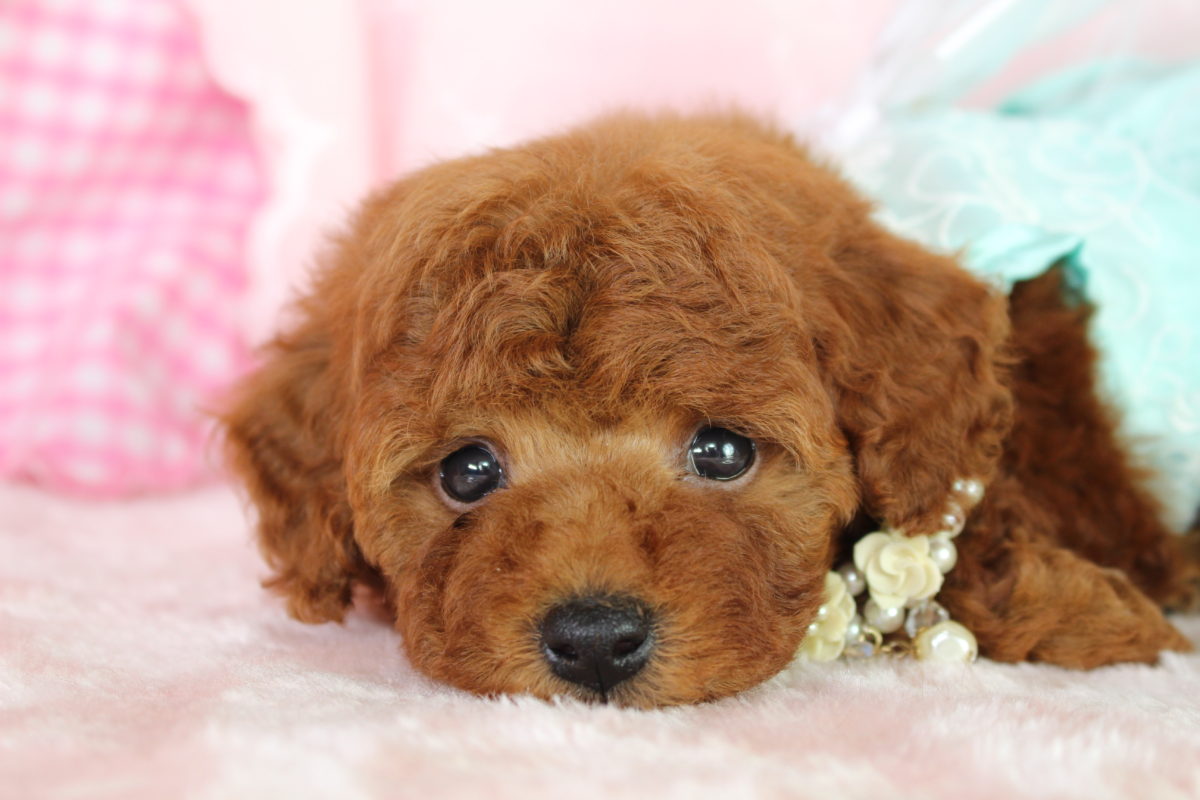 2016年9月26日生まれ♡男の子👟♂♡毛色 : レッド♡サイズ : タイニー小さめ♡価格 : － 円（税込）♡ご成約致しました♡*✲ﾟ*｡ ♪