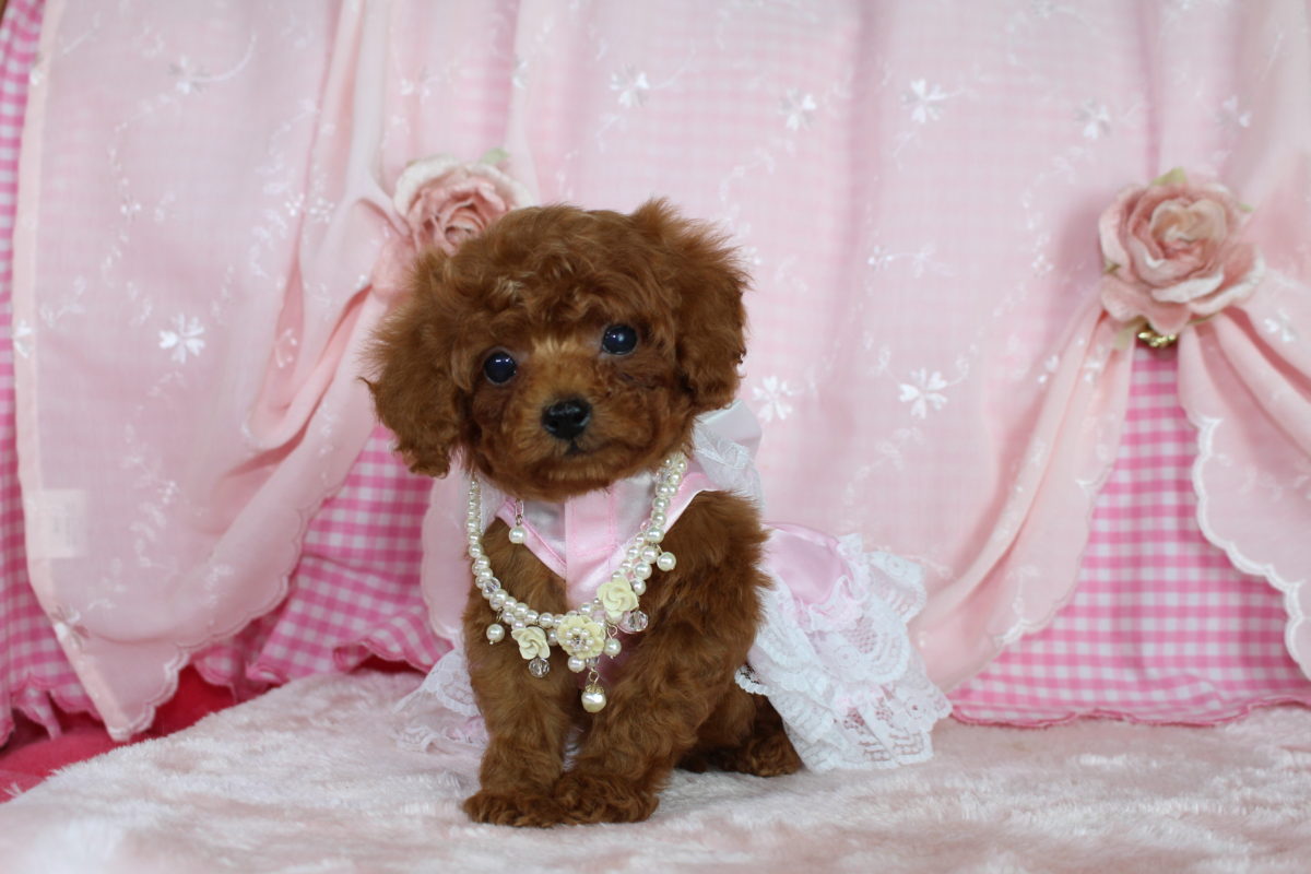 2016年11月1日生まれ♡男の子👟♂♡毛色 : レッド♡サイズ : ティーカップ♡価格 : － 円（税込）♡ご成約致しました♡♬*ﾟ