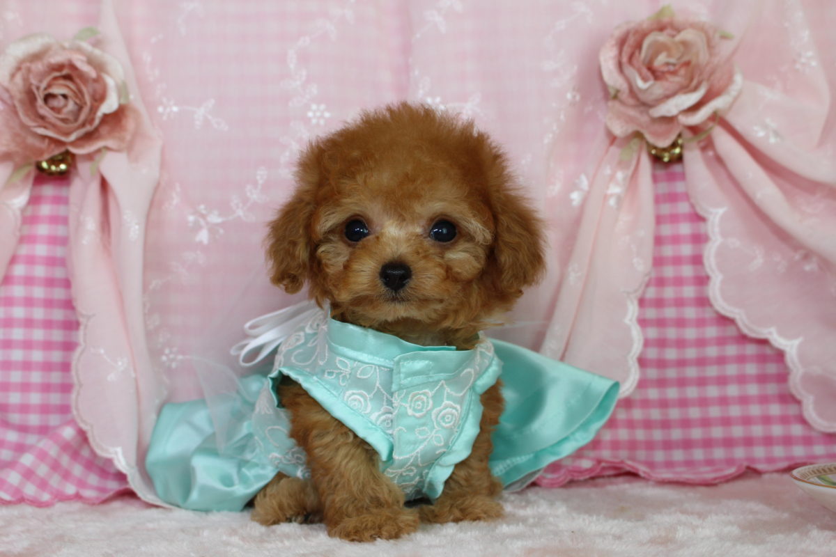 2016年11月1日生まれ♡女の子🎀♀♡毛色 : アプリコット♡サイズ : 極小ティーカップ♡価格 : － 円（税込）♡ご成約致しました♬*゜