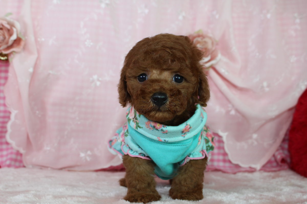 2017年1月9日生まれ♡女の子🎀♀♡毛色 : レッド♡サイズ : タイニー♡価額 : － 円（税込）♡ご成約致しました♡♬.*ﾟ