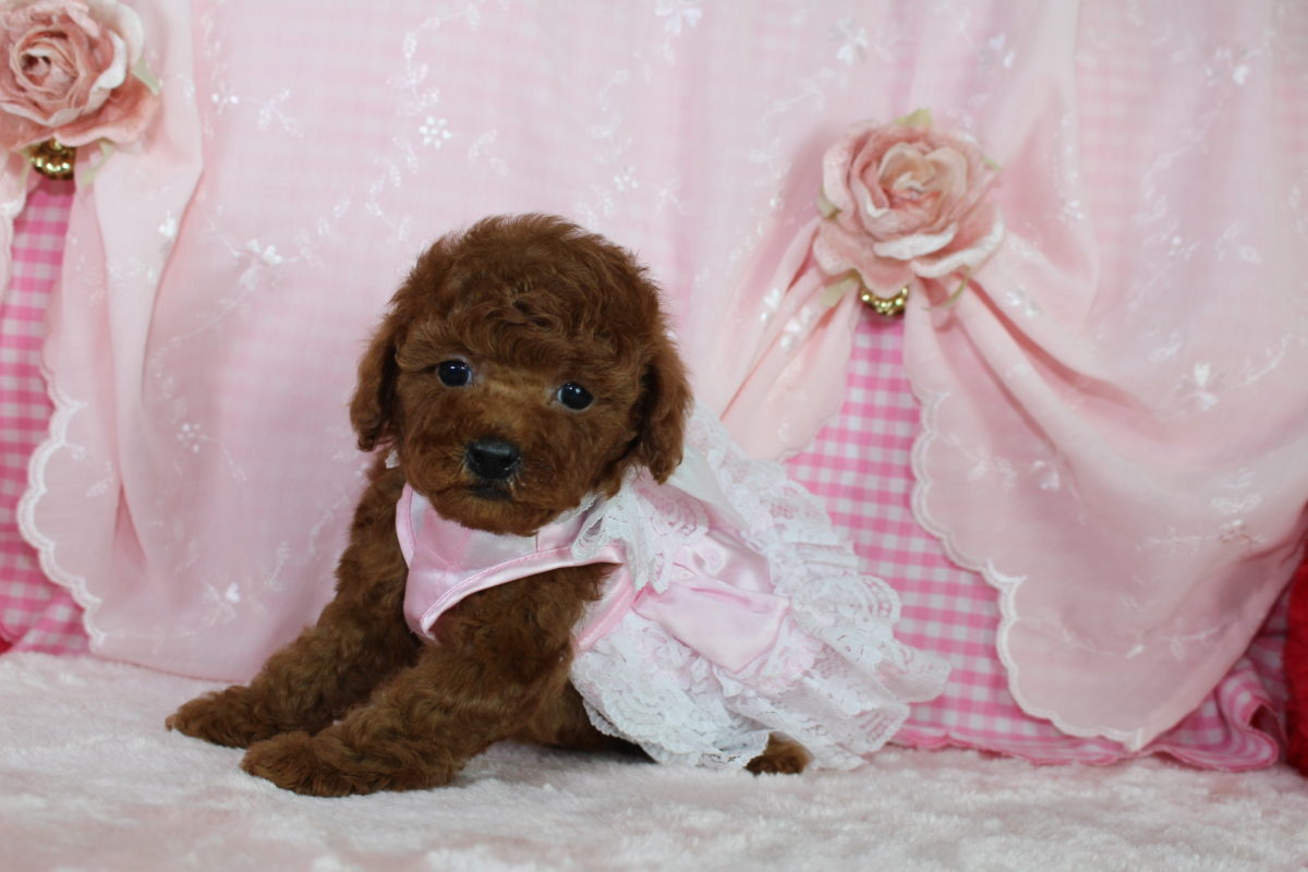 2017年1月9日生まれ♡男の子♂♡毛色 : レッド♡サイズ : タイニー♡価格 : － 円（税込）♡ご成約致しました♡♬.*ﾟ