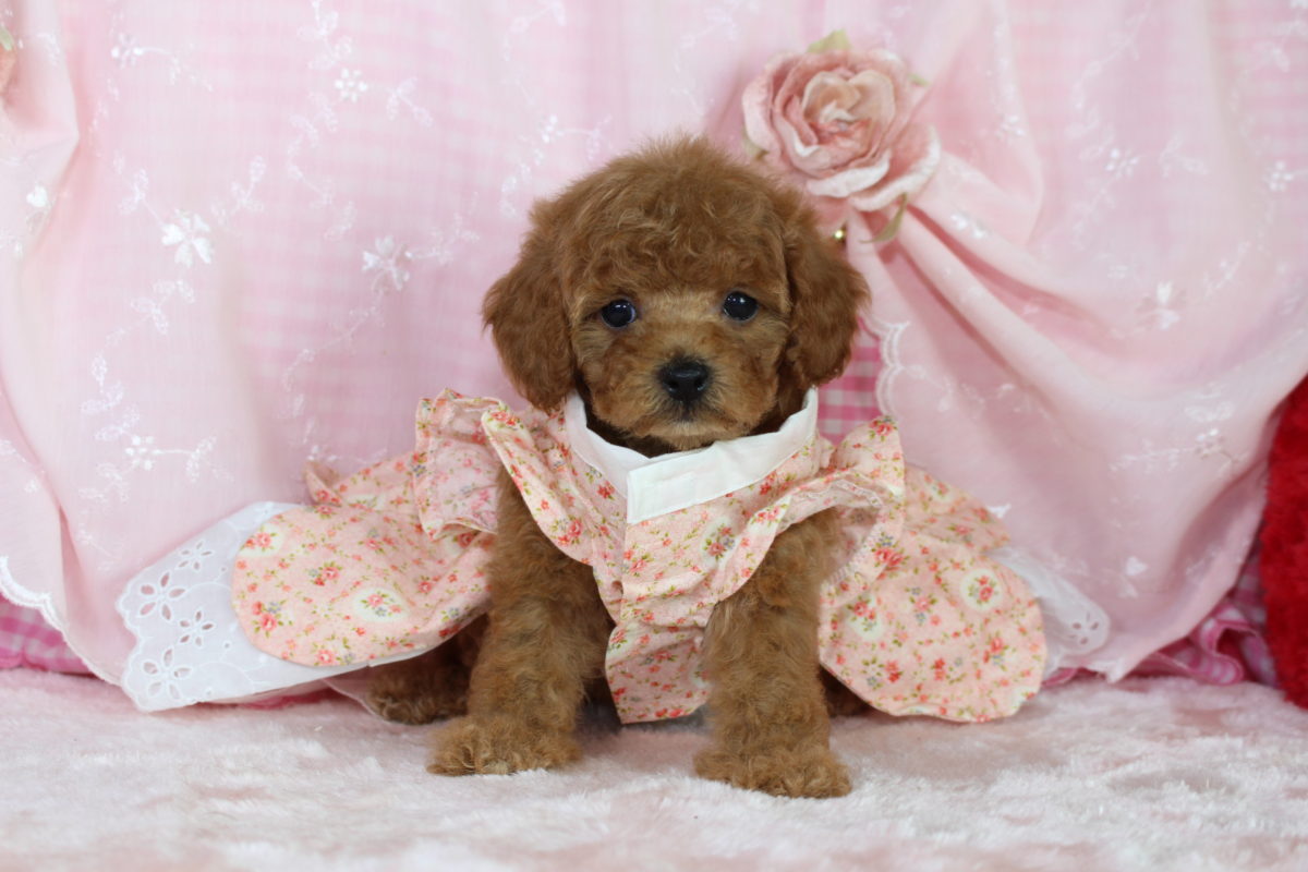 2017年1月10日生まれ♡男の子♂♡毛色 : アプリコット♡サイズ : タイニー♡価格 : － 円（税込）♡ご成約致しました♡♬.*ﾟ