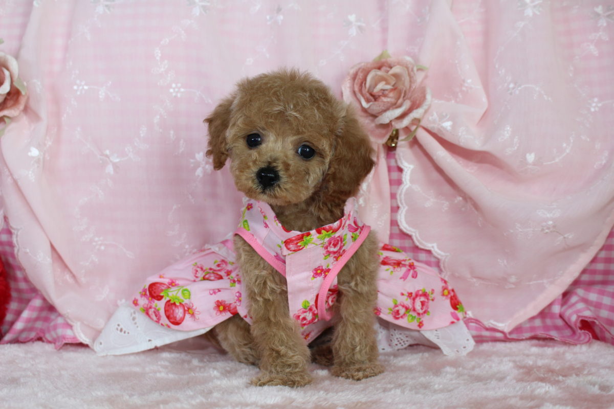 2017年1月10日生まれ♡女の子♀♡毛色 : クリーム♡サイズ : タイニー♡価格 : － 円（税込）♡ご成約致しました♡♬.*ﾟ