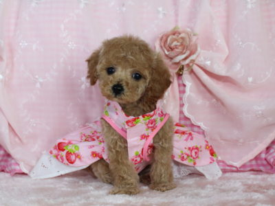 2017年 3月 6日 広島県からご見学＆お迎え♪