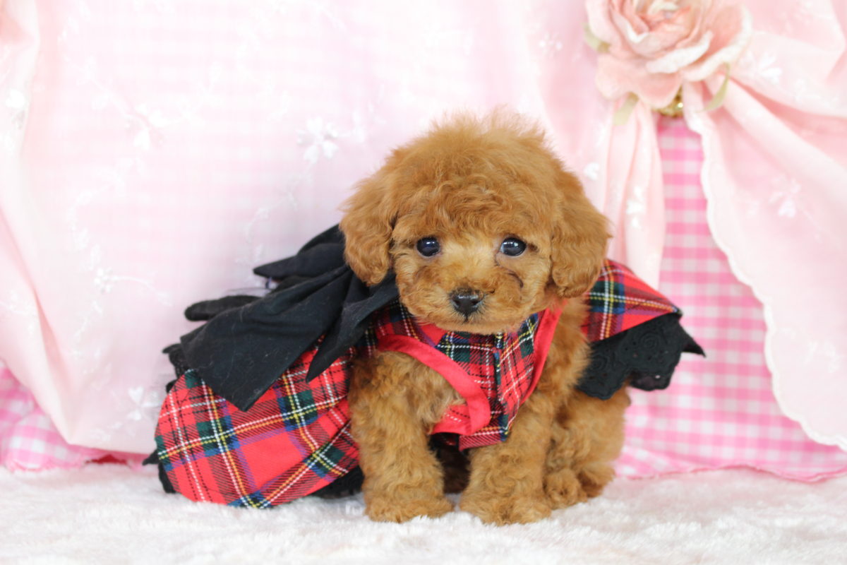 2017年1月10日生まれ♡女の子♀♡毛色 : アプリコット♡サイズ : ティーカップ♡価格 : － 円（税込）♡ご成約致しました♡♬.*ﾟ