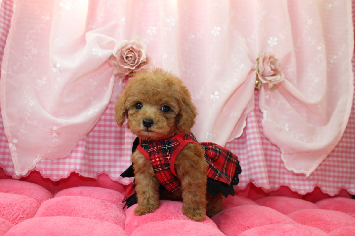 2017年03月24日 ティーカッププードルのお引き渡しがありましたぁ(*´▽`*)ﾉ