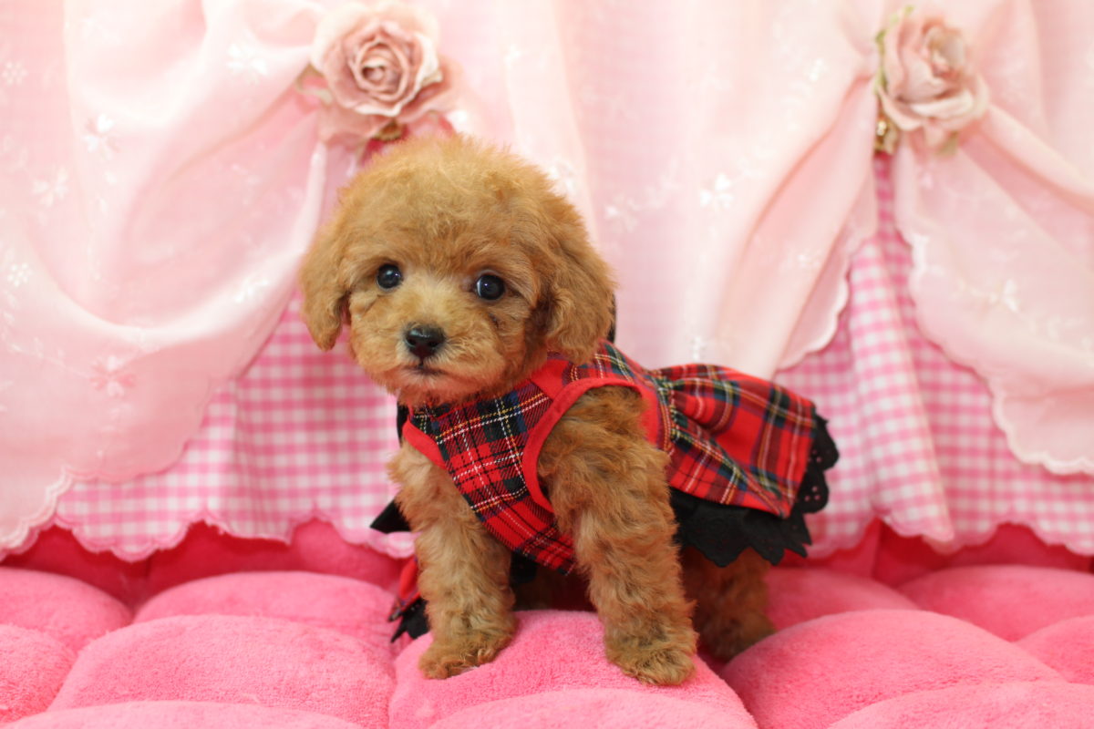 2017年01月20日生まれ♡女の子♀♡毛色 : アプリコット♡サイズ : ティーカップ♡価格 : － 円(税込)♡ご成約致しました♡♬*゜