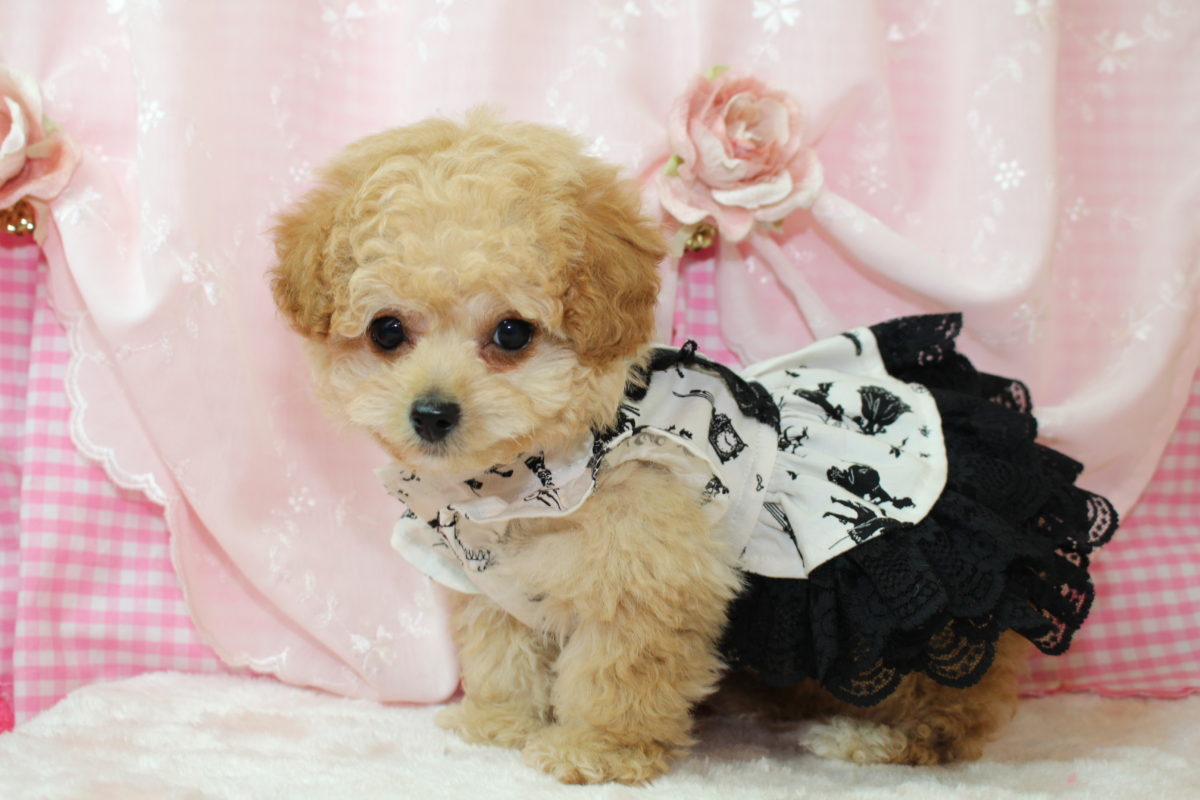 2017年01月30日生まれ♡男の子♂♡毛色 : アプリコット♡サイズ : ティーカップ♡人気のドアーフ！ショートバック♡✧*。♡価格 : － 円(税込)♡お残し決定しました♡♬.*ﾟ