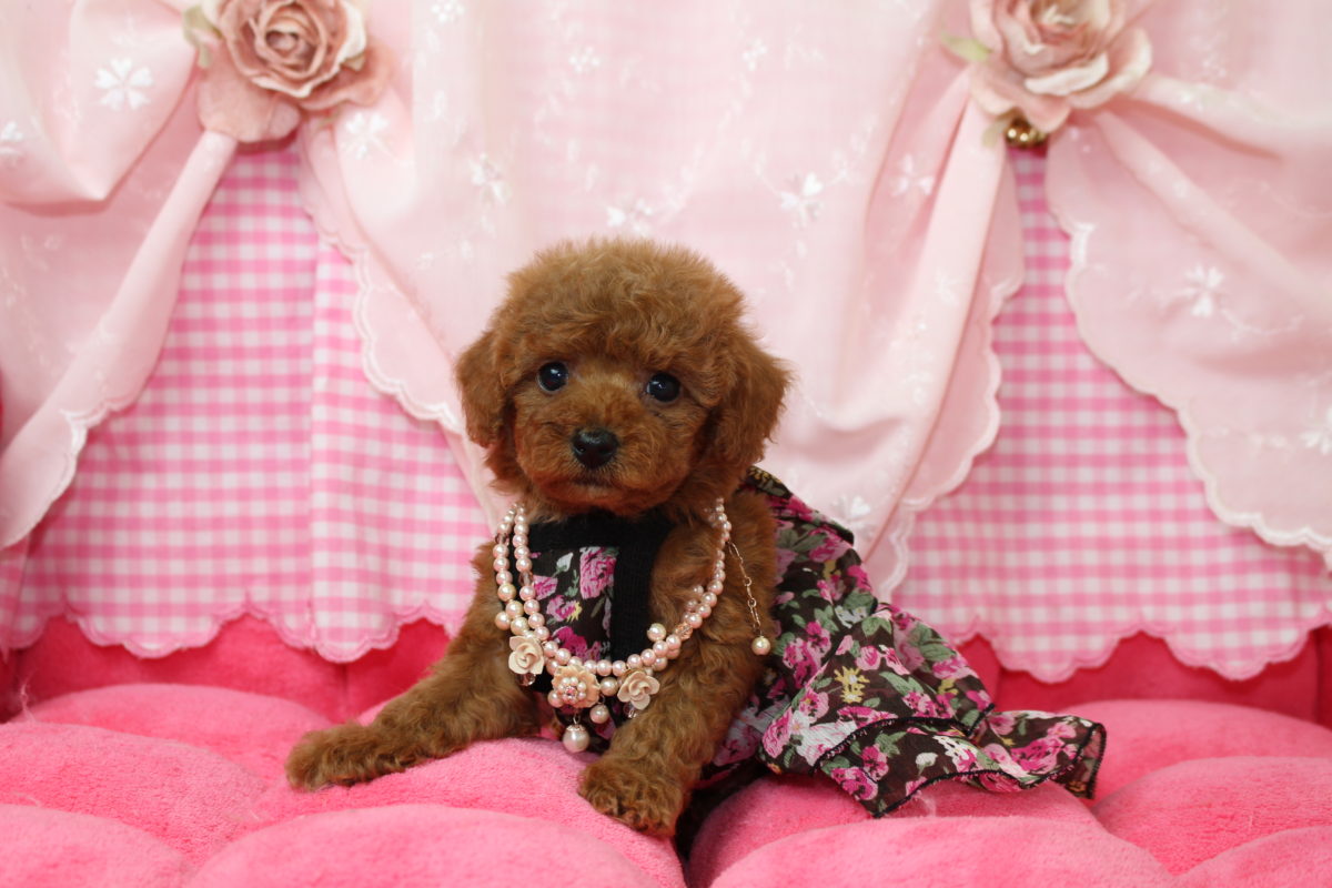 2017年04月04日生まれ♡女の子♀♡毛色 : レッド♡サイズ : ティーカップ♡価格 : － 円（税込）♡ご成約致しました♡♬.*ﾟ