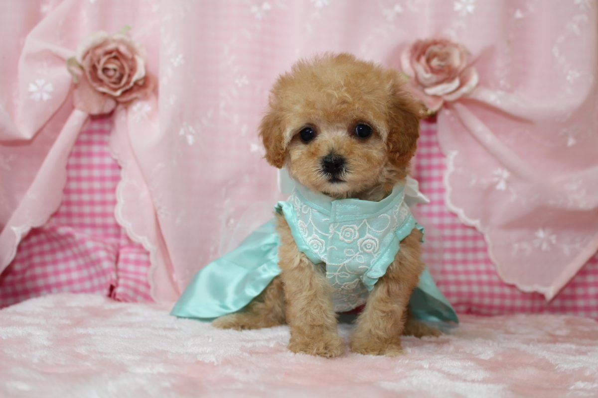 2017年04月04日生まれ♡女の子♀♡毛色 : アプリコット♡サイズ : ティーカップ♡価格 : － 円（税込）♡ご成約致しました♡✧*｡