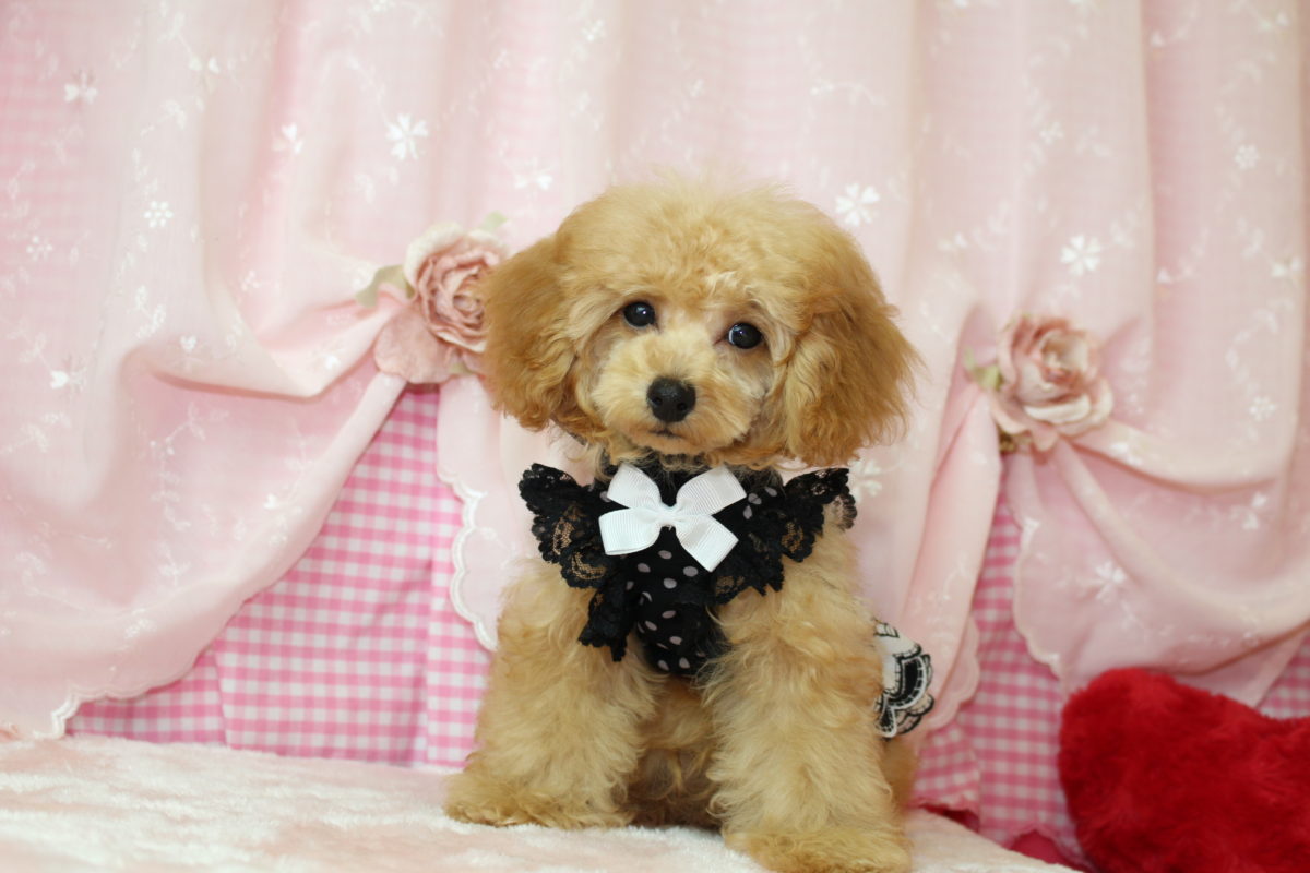 2017年05月02日生まれ♡男の子♂♡毛色 : アプリコット♡サイズ : ティーカップ♡価格 : － 円（税込）♡ご成約致しました♡.:*♬