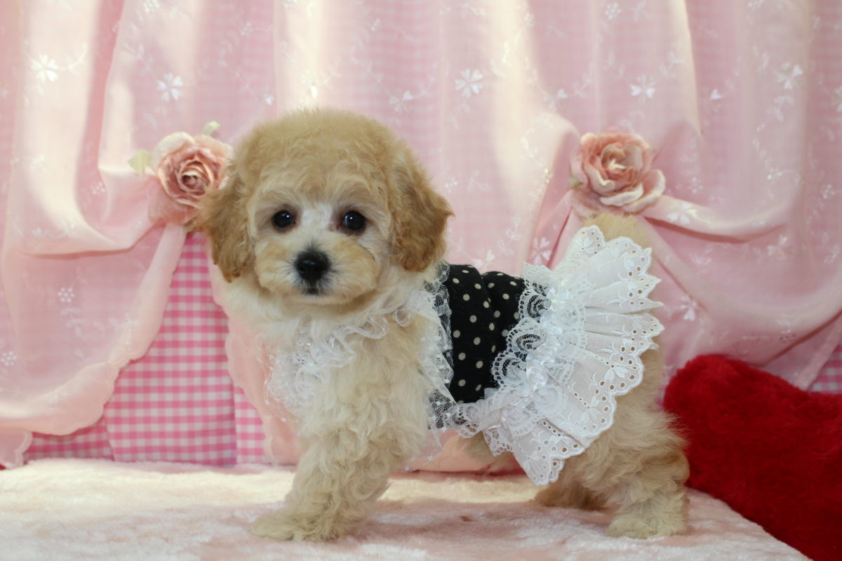 2017年07月07日生まれ♡男の子♡毛色 : クリーム♡サイズ : タイニー♡超～人気！ドアーフ♡価格 : － 円（税込）♡ご成約致しました♡♬*°