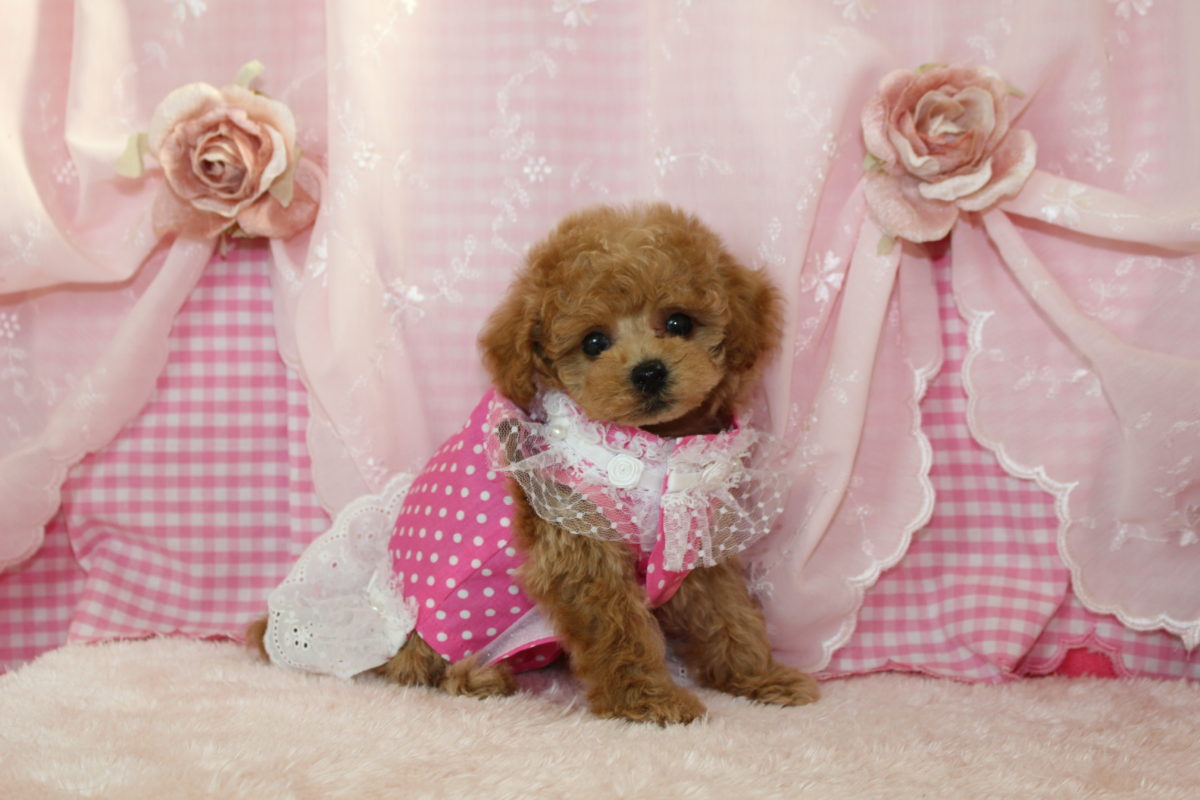 2017年08月11日生まれ♡女の子♡毛色 : アプリコット♡サイズ : タイニー♡価格 : － 円（税込）♡ご成約致しました♡✡｡:*