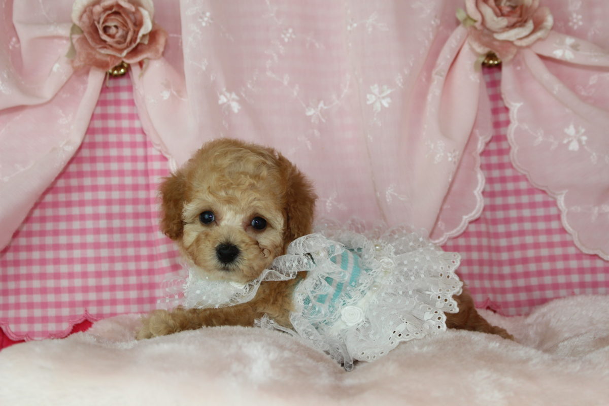 2019年01月10日生まれ♡男の子♂♡毛色 : アプリコット♡サイズ : 小さめタイニー♡価格 : － 円（税込）♡ご成約致しました♡