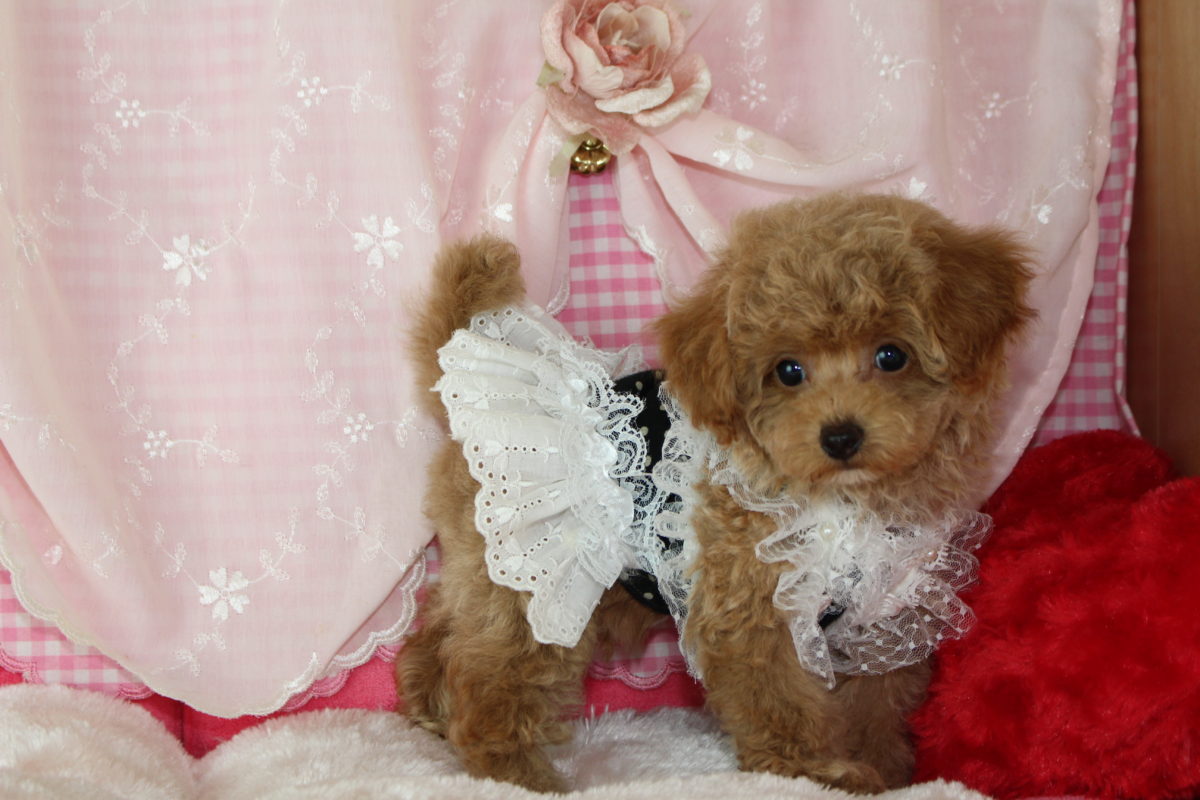 2019年07月23日生まれ♡男の子♂♡毛色 : アプリコット♡サイズ : ティーカップ♡価格 : ー 円（税込）♡ご成約いたしました♡♬.*ﾟ﻿﻿﻿﻿