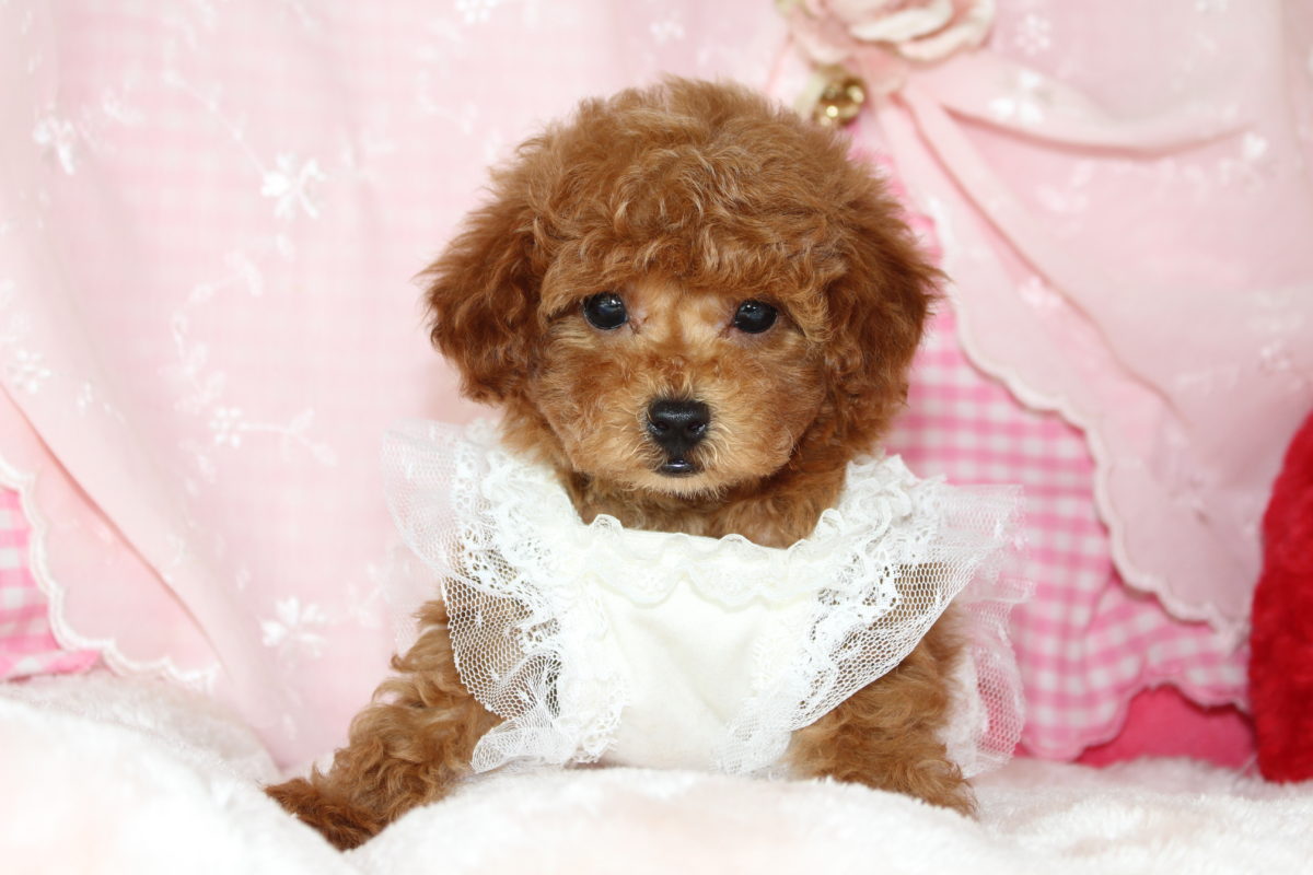 2019年09月06日生まれ♡男の子♂️♡毛色 : レッド♡サイズ : ティーカップ♡価格 : ー 円（税込）♡ご成約いたしました♡♬.*ﾟ