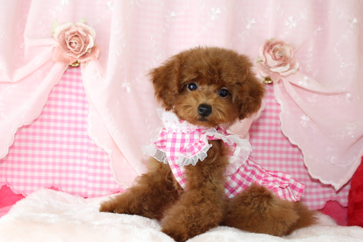 2019年08月05日生まれ♡男の子♂♡毛色 : レッド♡サイズ : タイニー小さめ♡価格 : ー 円（税込）♡ご成約いたしました♡♬.*ﾟこちらの価格以外に費用は一切かかりません。﻿﻿﻿﻿﻿﻿