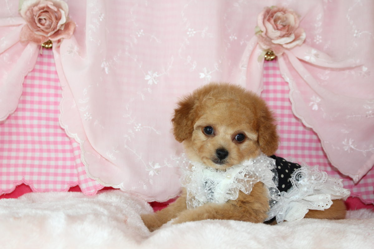 2019年10月04日生まれ♡女の子♀♡毛色 : アプリコット♡サイズ : ティーカップ♡価格 : ー 円（税込）♡ご成約いたしました♡♬.*ﾟ