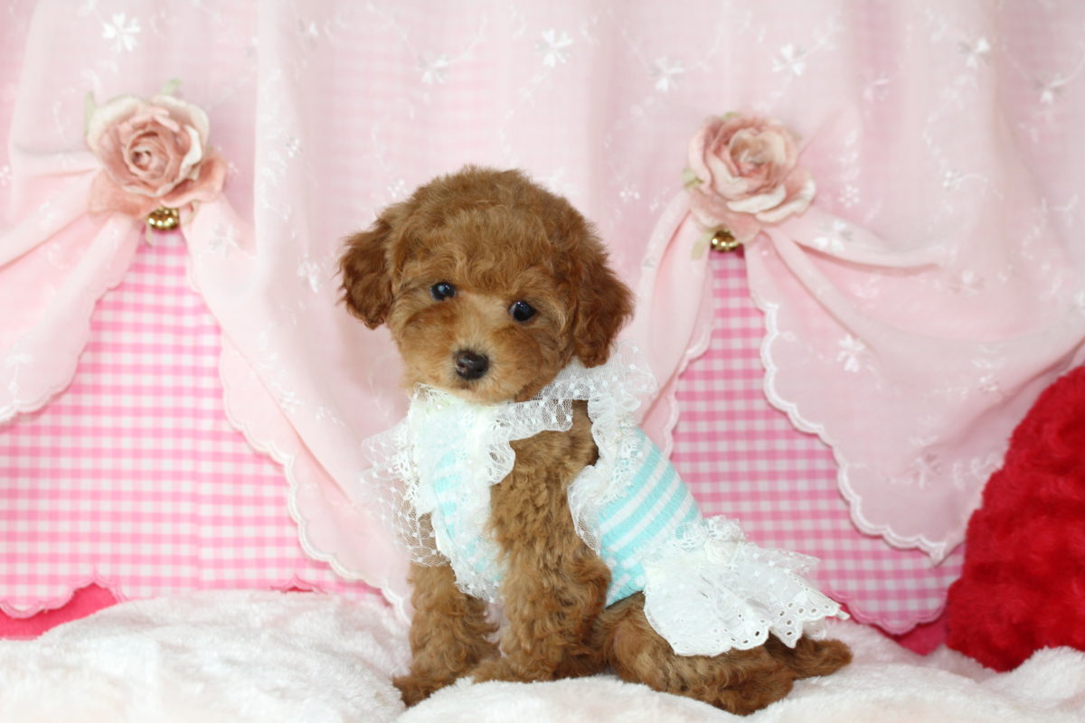 2019年10月08日生まれ♡女の子♀♡毛色 : レッド♡サイズ : 小さめタイニー♡価格 : ー 円（税込）♡ご成約いたしました♡♬*゜ペットローン 分割可（3回～36回払い）