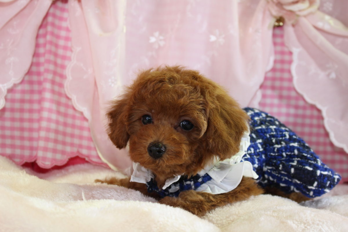 2025年02月08日生まれ♡男の子♂♡毛色 : アプリコット♡サイズ : ティーカップ♡価格 : ー 円（税込）♡ご成約しました♡PRA,ＤＭ,VWD（プードルに多い遺伝性の病気）は発症しません♡ペットローン分割払い可（要審査）3回～36回♡大人しい性格！無駄吠え一切ありません♡♡