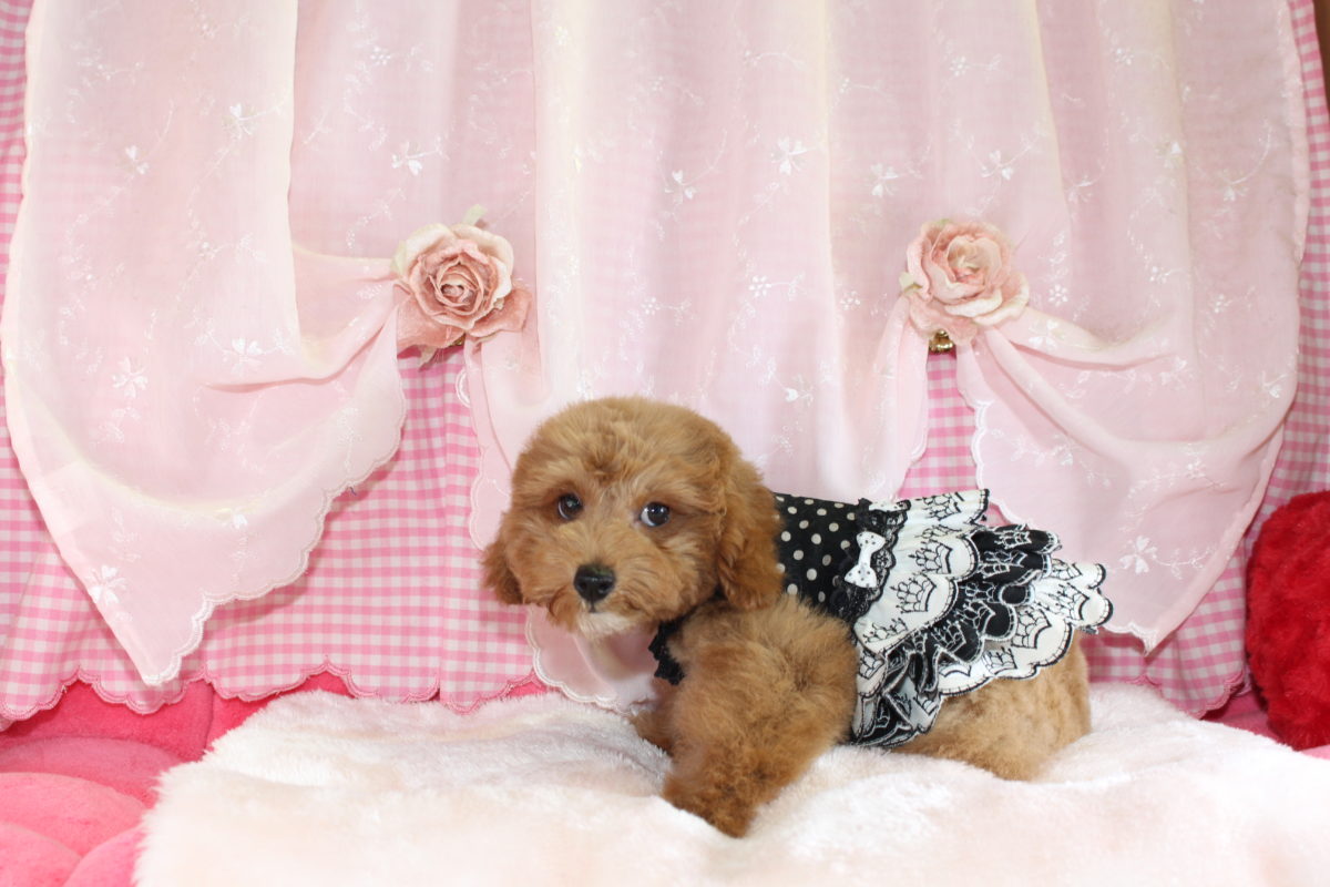 2025年06月03日生まれ♡男の子♂♡毛色 : アプリコット♡サイズ : ティーカップ♡価格 : ー 円（税込）♡ご成約しました♡PRA,ＤＭ,VWD（プードルに多い遺伝性の病気）は発症しません♡ペットローン分割払い可（要審査）3回～36回♡好き好きアピールが凄い！無駄吠え一切ありません♡♡