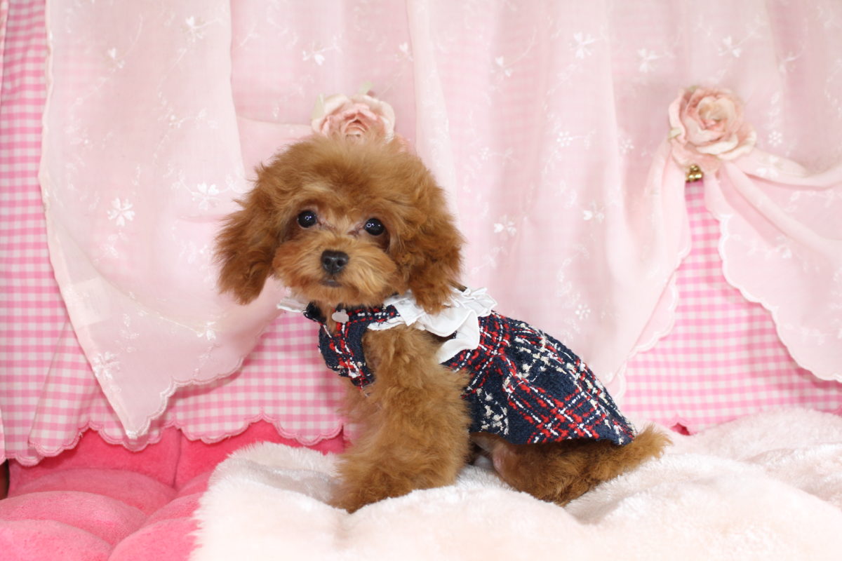 2025年07月11日生まれ♡性別 : 女の子♀♡毛色 : アプリコット♡サイズ : ティーカップ♡価格 : 278,000円(税込) ♡PRA,ＤＭ,VWD（プードルに多い遺伝性の病気）は発症しません♡ペットローン分割払い可、3回～36回♡ティーカップ確定♡*゜人懐こく抱っこが大好き♪無駄吠えはありません♡パテラ無し♡ペコ無し♡マイクロチップ装着済み♪