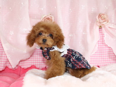 2025年07月11日生まれ♡性別 : 女の子♀♡毛色 : アプリコット♡サイズ : ティーカップ♡価格 : 278,000円(税込) ♡PRA,ＤＭ,VWD（プードルに多い遺伝性の病気）は発症しません♡ペットローン分割払い可、3回～36回♡ティーカップ確定♡*゜人懐こく抱っこが大好き♪無駄吠えはありません♡パテラ無し♡ペコ無し♡マイクロチップ装着済み♪