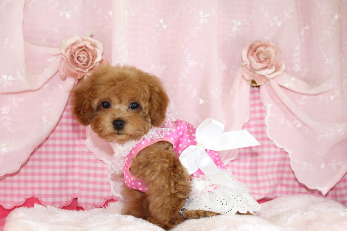 2025年09月04日生まれ♡男の子♂♡アプリコット♡価格 : 188,000円(税込) ♡♡商談中♡PRA,ＤＭ,VWD（プードルに多い遺伝性の病気）は発症しません♡ペットローン分割払い可、3回～36回♡マイクロチップ挿入済み♡大人しい性格、無駄吠えは一切ありません♬♡*ﾟ人気のショートバック♡ ✧*。直ぐにお迎え可能です♬