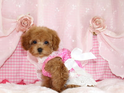 2025年09月04日生まれ♡男の子♂♡アプリコット♡価格 : 188,000円(税込) ♡♡商談中♡PRA,ＤＭ,VWD（プードルに多い遺伝性の病気）は発症しません♡ペットローン分割払い可、3回～36回♡マイクロチップ挿入済み♡大人しい性格、無駄吠えは一切ありません♬♡*ﾟ人気のショートバック♡ ✧*。直ぐにお迎え可能です♬