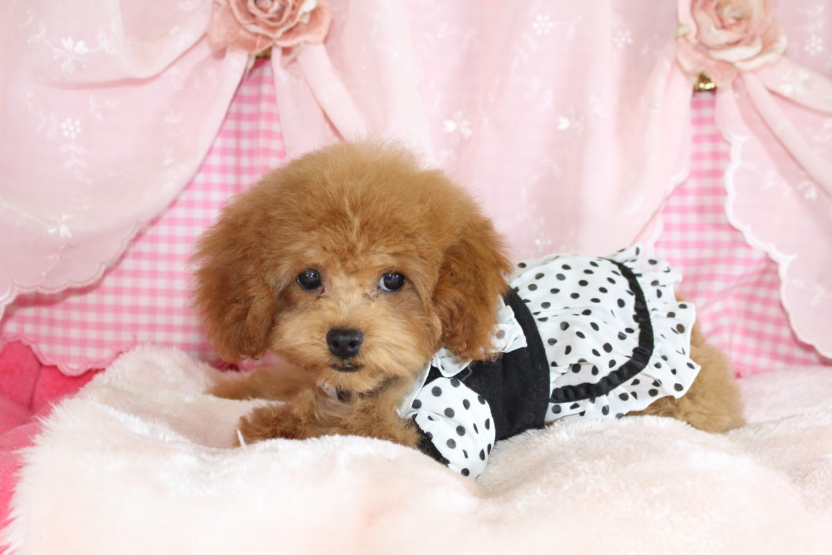 2025年09月04日生まれ♡女の子♀♡サイズ : 小さめティーカップ予想♡価格 : 328,000円（税込）♡ご家族さま募集中！♡PRA,ＤＭ,VWD（プードルに多い遺伝性の病気）は発症しません♡ペットローン分割払い可、3回～36回♡ティーカップ確定♡*゜人懐こく抱っこが大好き♪無駄吠えはありません♡パテラ無し♡ペコ無し♡マイクロチップ装着済み♪