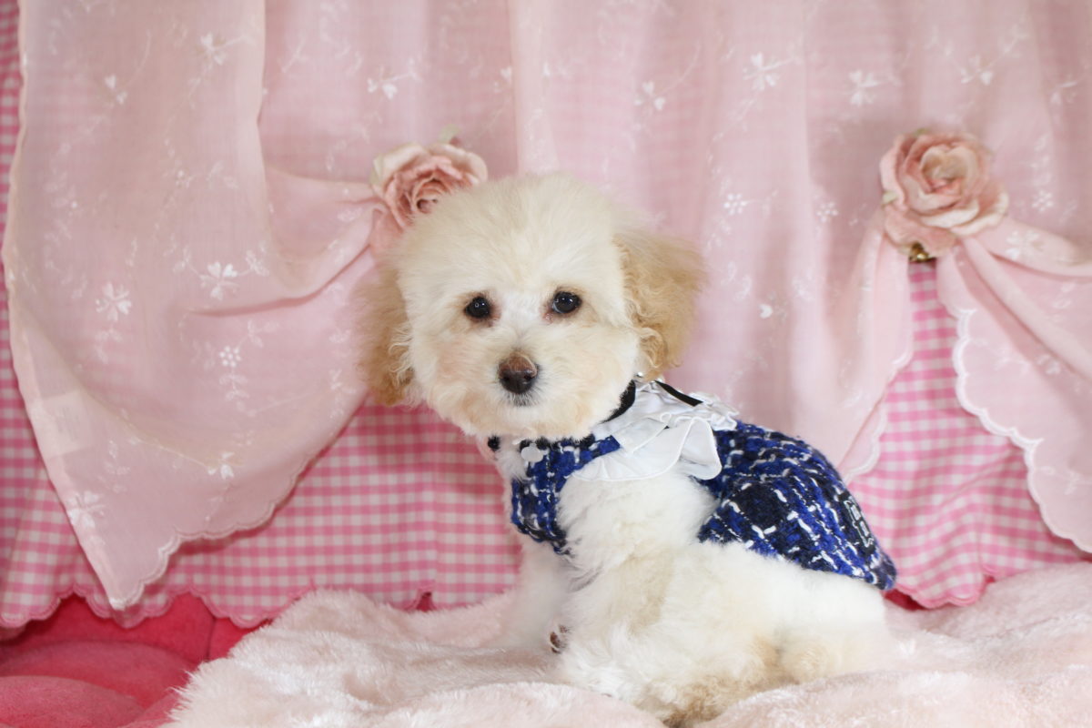 2025年09月09日生まれ♡男の子♂♡毛色 : クリーム♡サイズ : タイニー小さめ予想♡価格 : 98,000円（税込）♡ご家族さま募集中！♡PRA,ＤＭ,VWD（プードルに多い遺伝性の病気）は発症しません♡ペットローン分割払い可（要審査）3回～36回♡短いアンヨでピョン！ピョン！可愛い～☆