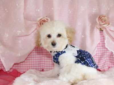 2025年09月09日生まれ♡男の子♂♡毛色 : クリーム♡サイズ : タイニー小さめ予想♡価格 : 98,000円（税込）♡ご家族さま募集中！♡PRA,ＤＭ,VWD（プードルに多い遺伝性の病気）は発症しません♡ペットローン分割払い可（要審査）3回～36回♡短いアンヨでピョン！ピョン！可愛い～☆