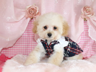 2025年09月09日生まれ♡男の子♂♡毛色 : クリーム♡サイズ : ティーカップ予想♡価格 : 158,000円（税込）♡ご家族さま募集中！♡PRA,ＤＭ,VWD（プードルに多い遺伝性の病気）は発症しません♡ペットローン分割払い可、3回～36回♡マイクロチップ挿入済み♡ペコ無し、パテラ無し！大人しい性格、無駄吠えは一切ありません♬♡*ﾟ人気のショートバック♡ ✧*。直ぐにお迎え可能です♬