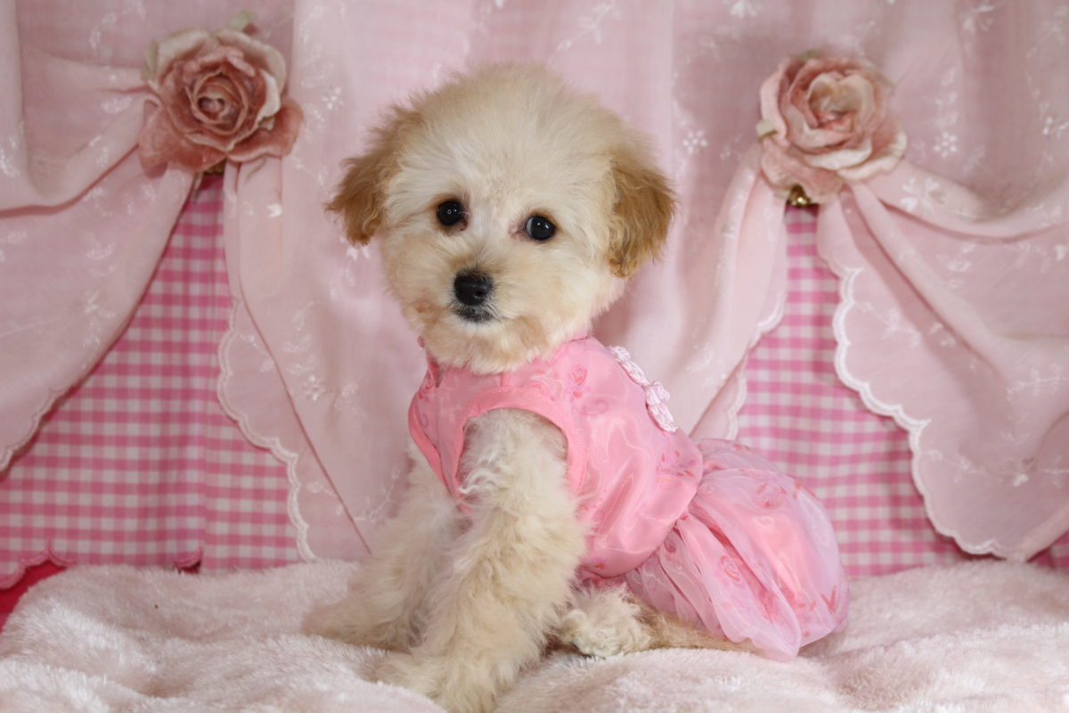 2025年09月27日生まれ♡女の子♀♡毛色 : クリーム♡サイズ : ティーカップ♡価格 : 308,000円（税込）♡ご家族さま募集中！♡PRA,ＤＭ,VWD（プードルに多い遺伝性の病気）は発症しません♡ペットローン分割払い可、3回～36回♡ペコ無し！パテラ無し♡トコトコ歩く♫短いアンヨの天使ﾁｬﾝ♡*゜降臨✿*:･ﾟ