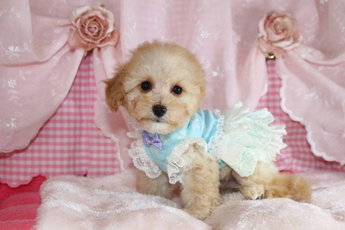 2025年09月27日生まれ♡男の子♂♡毛色 : クリーム♡サイズ : ティーカップ小さめ予想♡価格 : 198,000円（税込）♡ご家族さま募集中！♡PRA,ＤＭ,VWD（プードルに多い遺伝性の病気）は発症しません♡ペットローン分割払い可、3回～36回♡ペコ無し！パテラ無し！無駄吠え無し♡