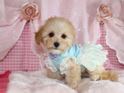 2025年09月27日生まれ♡男の子♂♡毛色 : クリーム♡サイズ : ティーカップ小さめ予想♡価格 : 198,000円（税込）♡ご家族さま募集中！♡PRA,ＤＭ,VWD（プードルに多い遺伝性の病気）は発症しません♡ペットローン分割払い可、3回～36回♡ペコ無し！パテラ無し！無駄吠え無し♡