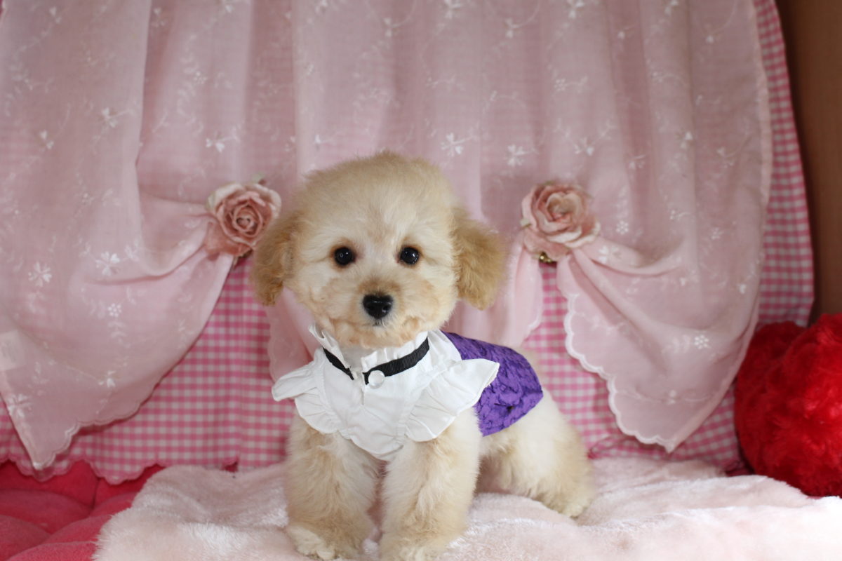 2025年09月27日生まれ♡男の子♂♡毛色 : クリーム♡サイズ : ティーカップ予想♡価格 : 158,000円（税込）♡ご家族さま募集中！♡PRA,ＤＭ,VWD（プードルに多い遺伝性の病気）は発症しません♡ペットローン分割払い可、3回～36回♡大人気！ペコ無し！パテラ無し！無駄吠え無し！アンヨの短いドワーフタイプ♡*゜