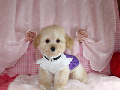 2025年09月27日生まれ♡男の子♂♡毛色 : クリーム♡サイズ : ティーカップ予想♡価格 : 158,000円（税込）♡ご家族さま募集中！♡PRA,ＤＭ,VWD（プードルに多い遺伝性の病気）は発症しません♡ペットローン分割払い可、3回～36回♡大人気！ペコ無し！パテラ無し！無駄吠え無し！アンヨの短いドワーフタイプ♡*゜