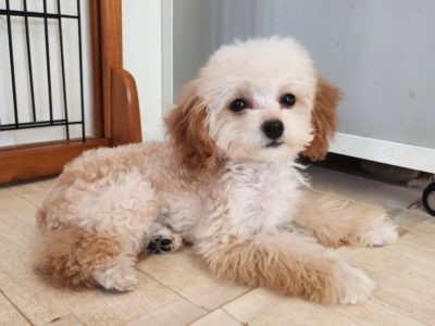 2025年09月25日生まれ♡女の子♀♡お色 : クリーム♡サイズ : ティーカップ♡お値段 : 328,000円(税込)♡ご家族さま募集中！♡PRA,ＤＭ,VWD（プードルに多い遺伝性の病気）は発症しません♡ペットローン分割払い可、3回～36回♡ティーカップ確定♡*゜人懐こく抱っこが大好き♪無駄吠えはありません♡パテラ無し♡ペコ無し♡マイクロチップ装着済み♪