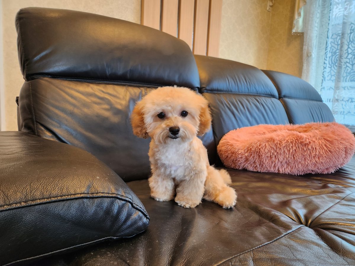 2025年11月25日生まれ♡性別 : 女の子♀♡毛色 : クリーム♡サイズ : ティーカップ♡価格 : 318,000円(税込) ♡ご家族さま募集中！♡PRA,ＤＭ,VWD（プードルに多い遺伝性の病気）は発症しません♡ペットローン分割払い可、3回～36回♡ティーカップ♡*゜陽気で人懐こく抱っこが大好き♪無駄吠えはありません♡パテラ無し♡ペコ無し♡マイクロチップ装着済み♪