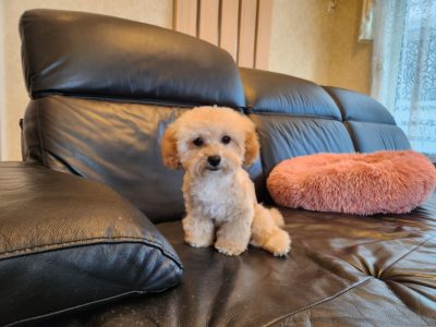 2025年11月25日生まれ♡性別 : 女の子♀♡毛色 : クリーム♡サイズ : ティーカップ♡価格 : 318,000円(税込) ♡ご家族さま募集中！♡PRA,ＤＭ,VWD（プードルに多い遺伝性の病気）は発症しません♡ペットローン分割払い可、3回～36回♡ティーカップ♡*゜陽気で人懐こく抱っこが大好き♪無駄吠えはありません♡パテラ無し♡ペコ無し♡マイクロチップ装着済み♪