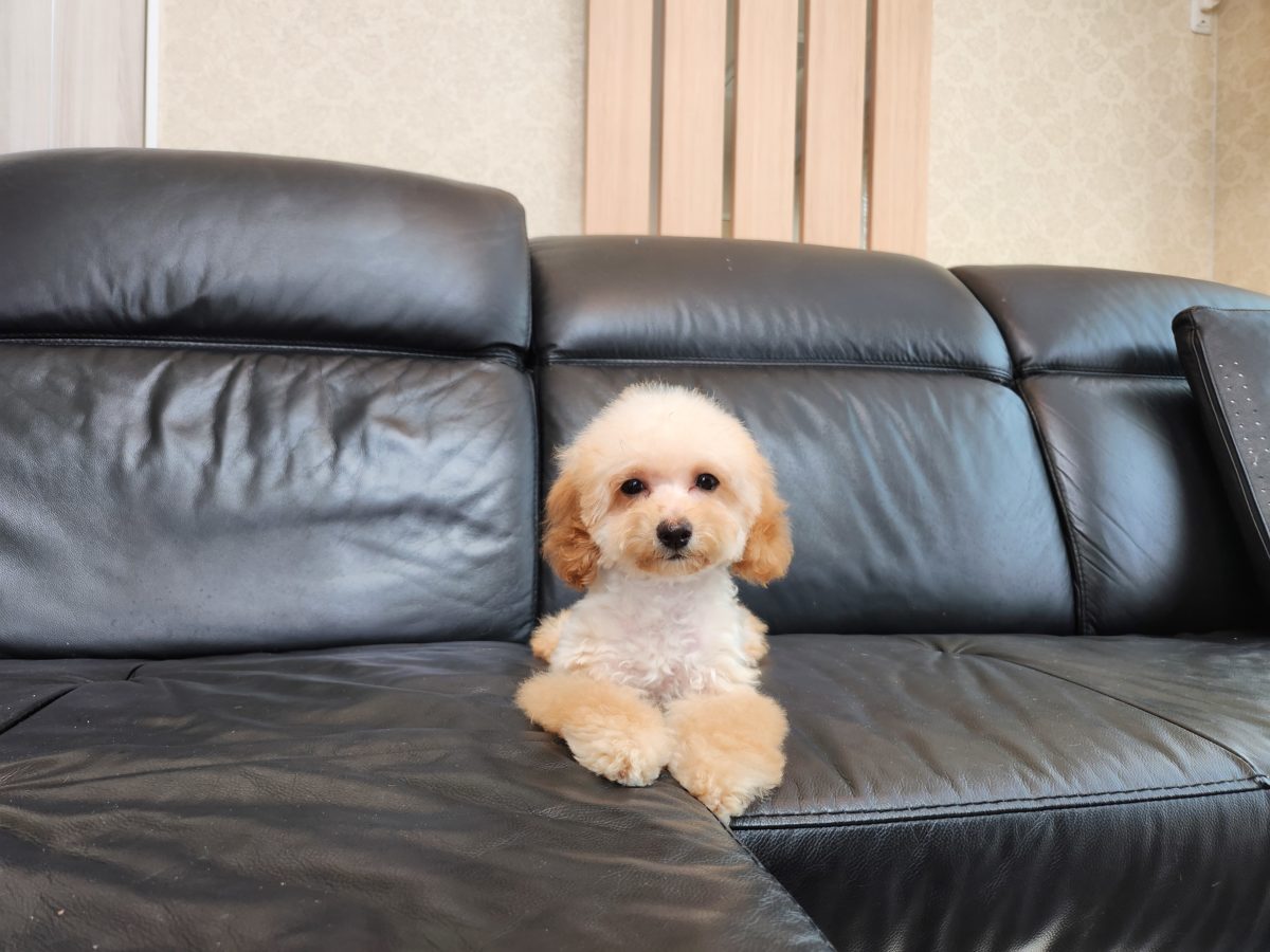 2025年12月09日生まれ♡女の子♀♡お色 : クリーム♡サイズ : ティーカップ♡価格 : 368,000円(税込)♡ご家族さま募集中！♡PRA,ＤＭ,VWD（プードルに多い遺伝性の病気）は発症しません♡ペットローン分割払い可、3回～36回♡陽気で人懐こく抱っこが大好き♪無駄吠えはありません♡パテラ無し♡ペコ無し♡マイクロチップ装着済み♪