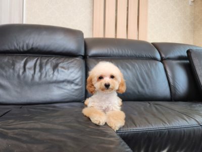 2025年12月09日生まれ♡女の子♀♡お色 : クリーム♡サイズ : ティーカップ♡価格 : 368,000円(税込)♡ご家族さま募集中！♡PRA,ＤＭ,VWD（プードルに多い遺伝性の病気）は発症しません♡ペットローン分割払い可、3回～36回♡陽気で人懐こく抱っこが大好き♪無駄吠えはありません♡パテラ無し♡ペコ無し♡マイクロチップ装着済み♪